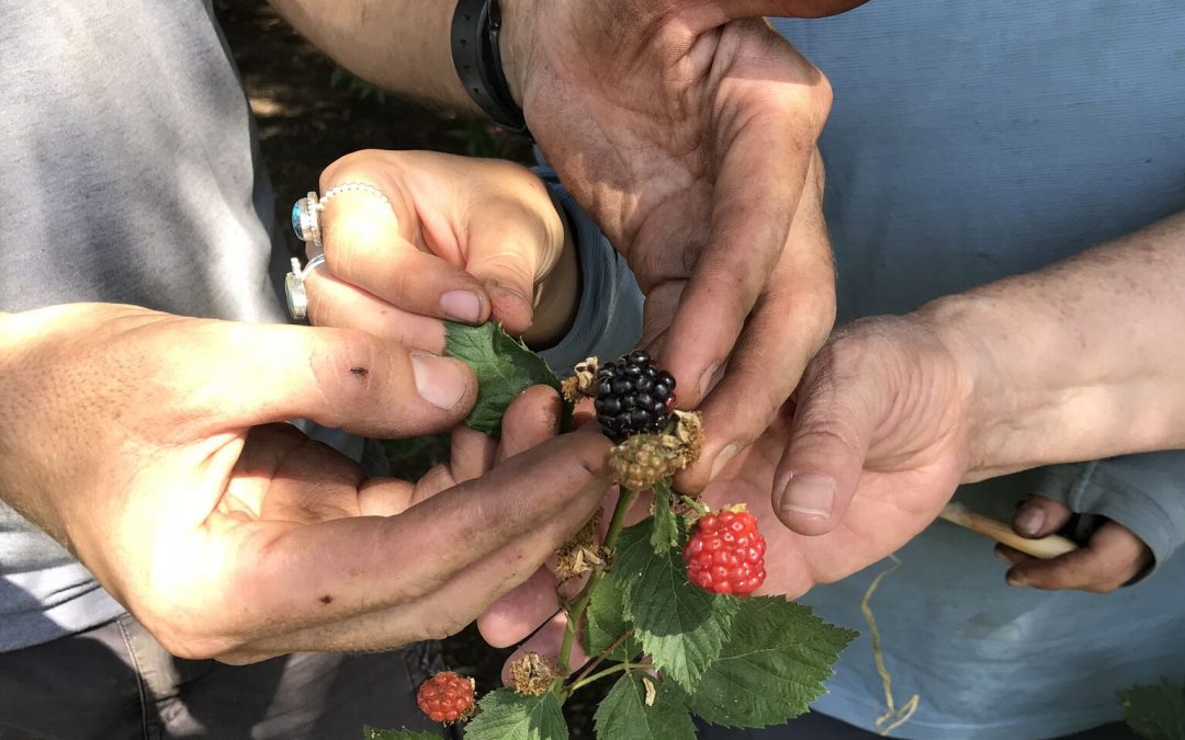 Microfarming Never Goes Out of Style