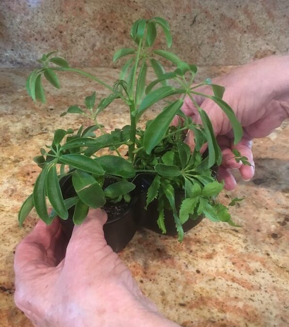 How to Create a Plentiful Indoor Herb Garden by Redfin